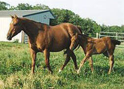 MareFoal1