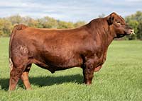 Bieber Checkmate K126